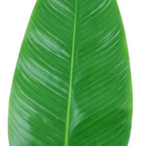 Banana Leaf EACH