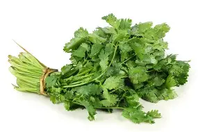 Cilantro EACH